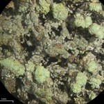 Trapeliopsis granulosa