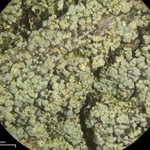 Trapeliopsis granulosa