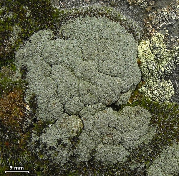 Trapeliopsis granulosa