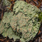 Trapeliopsis granulosa