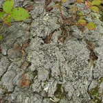 Trapeliopsis granulosa