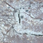 Trapeliopsis pseudogranulosa