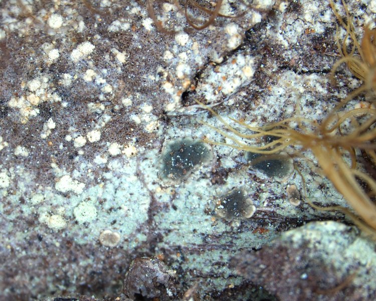 Trapeliopsis pseudogranulosa