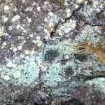 Trapeliopsis pseudogranulosa