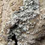 Trapeliopsis steppica