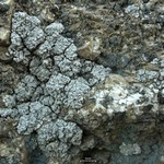 Trapeliopsis steppica