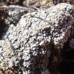 Trapeliopsis steppica