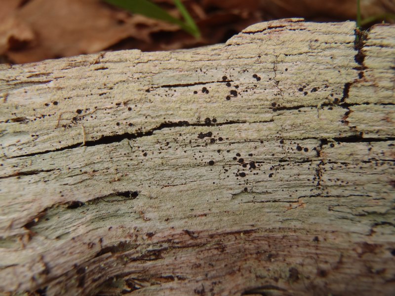 Trapeliopsis viridescens