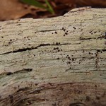 Trapeliopsis viridescens