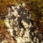 Trapeliopsis viridescens