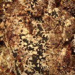Trapeliopsis viridescens
