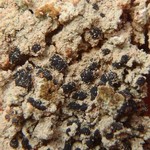 Trapeliopsis viridescens