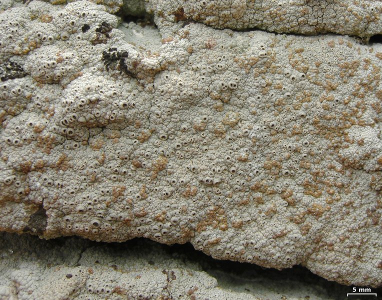 Tremella diploschistina