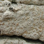Tremella diploschistina