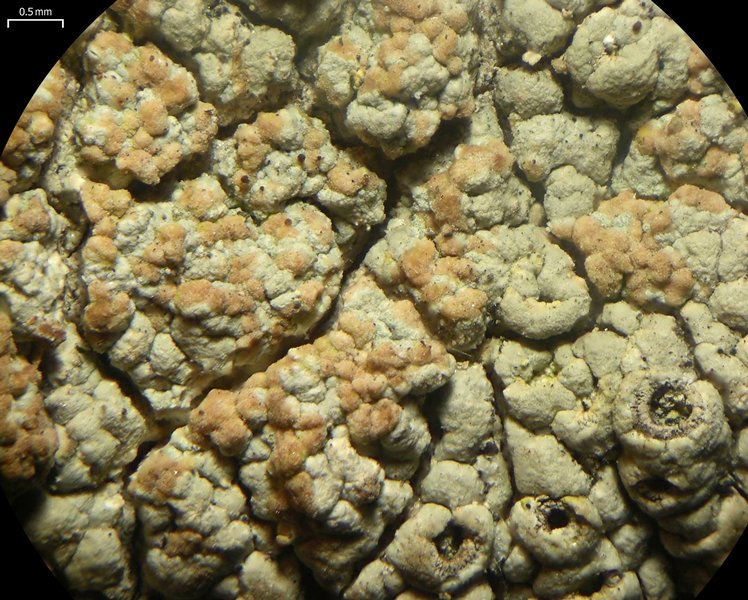 Tremella diploschistina