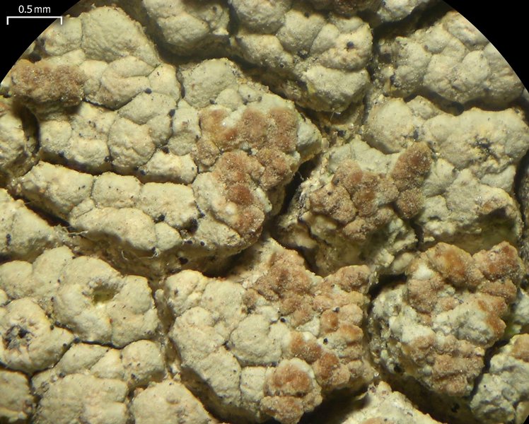 Tremella diploschistina