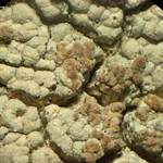 Tremella diploschistina