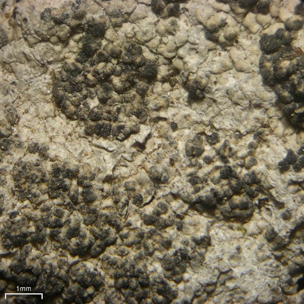 Tremella diploschistina