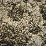 Tremella diploschistina