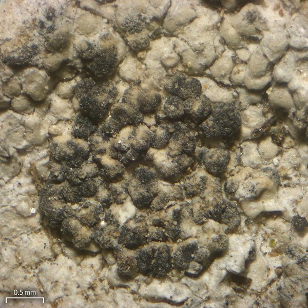Tremella diploschistina