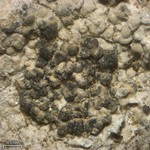 Tremella diploschistina