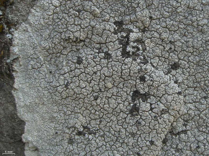 Tremella diploschistina