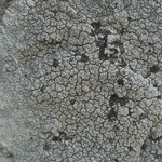 Tremella diploschistina