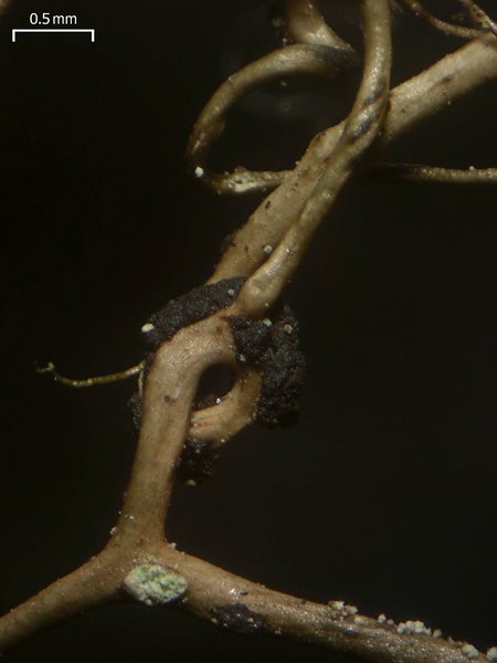Tremella huuskonenii