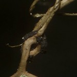 Tremella huuskonenii