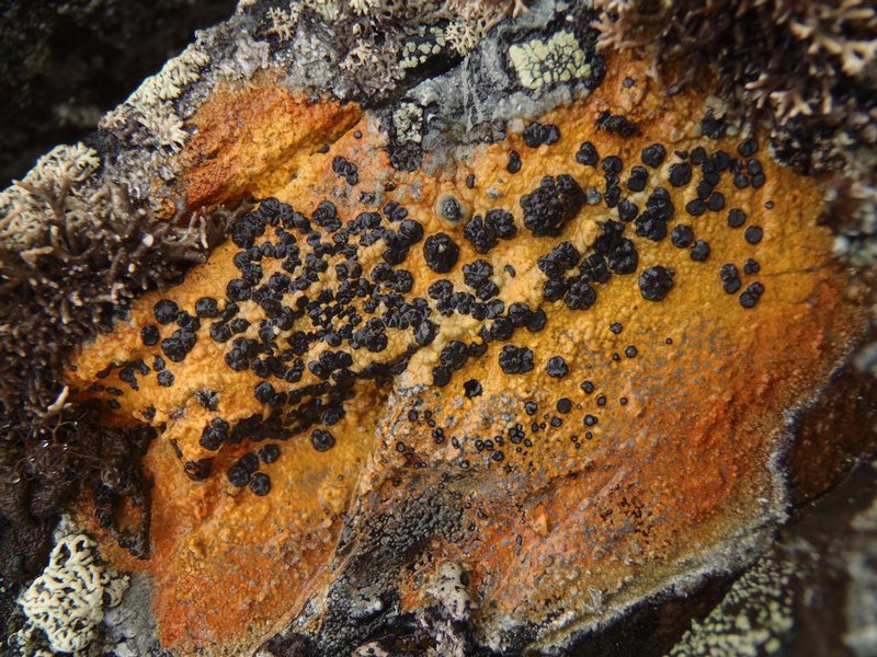 Tremolecia atrata