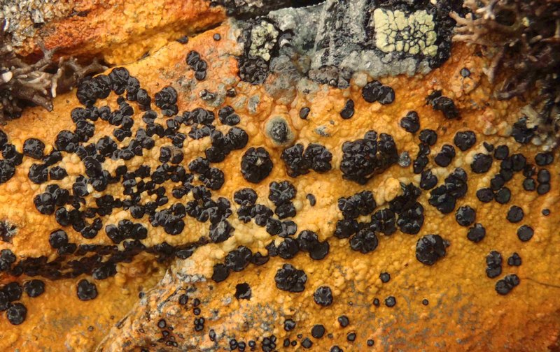 Tremolecia atrata