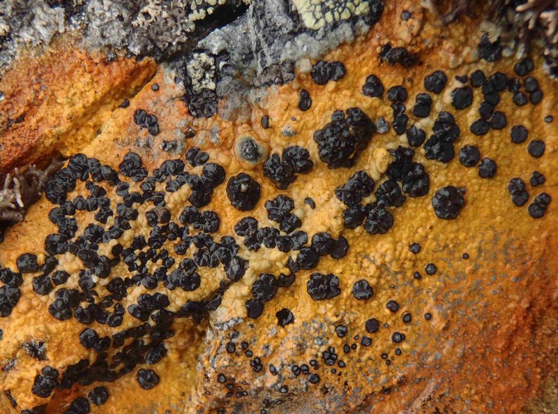 Tremolecia atrata