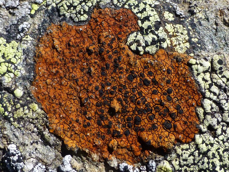 Tremolecia atrata