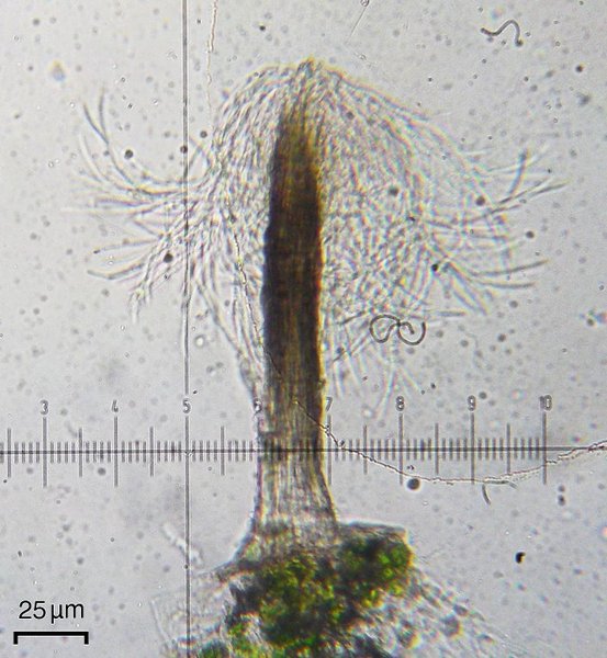 Tricharia santessonii