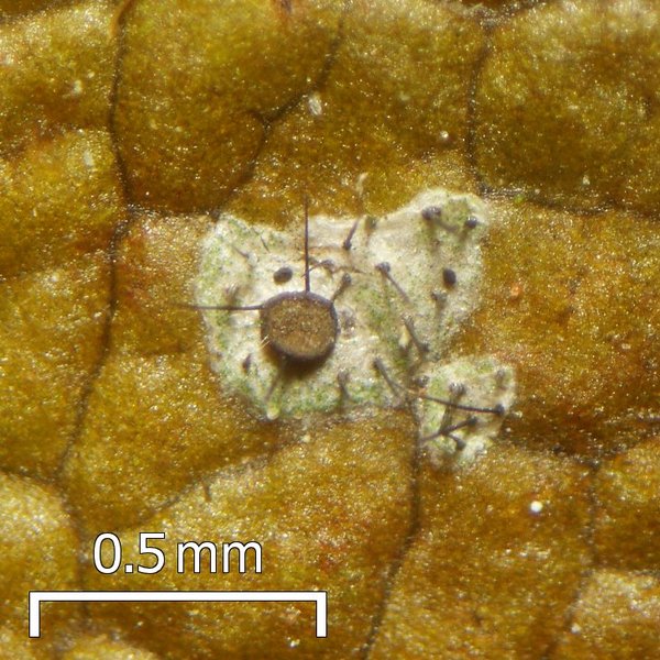 Tricharia santessonii