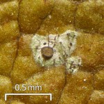 Tricharia santessonii