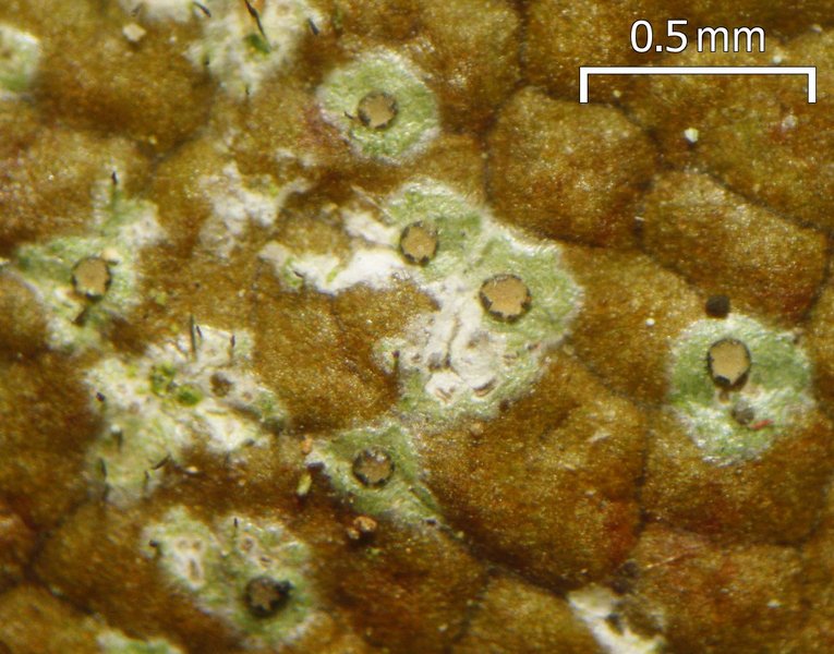 Tricharia santessonii