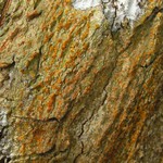 Trypethelium aeneum
