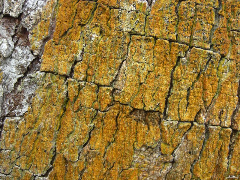 Trypethelium aeneum