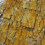 Trypethelium aeneum