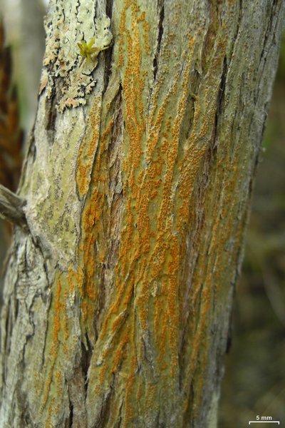 Trypethelium aeneum