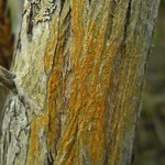 Trypethelium aeneum