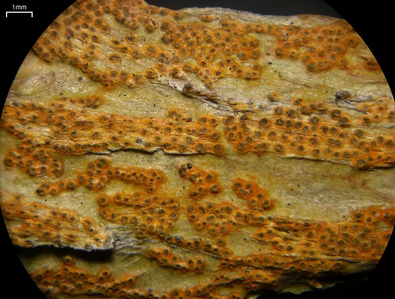 Trypethelium aeneum