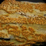 Trypethelium aeneum