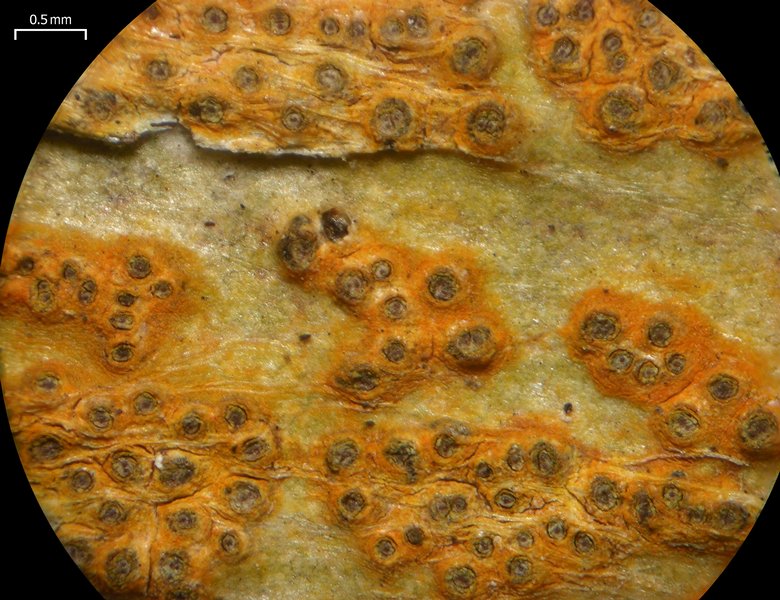 Trypethelium aeneum