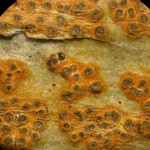 Trypethelium aeneum