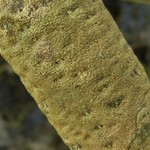 Trypethelium marcidum