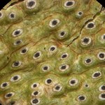 Trypethelium marcidum