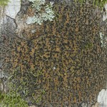 Trypethelium tropicum