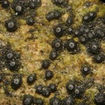 Trypethelium tropicum